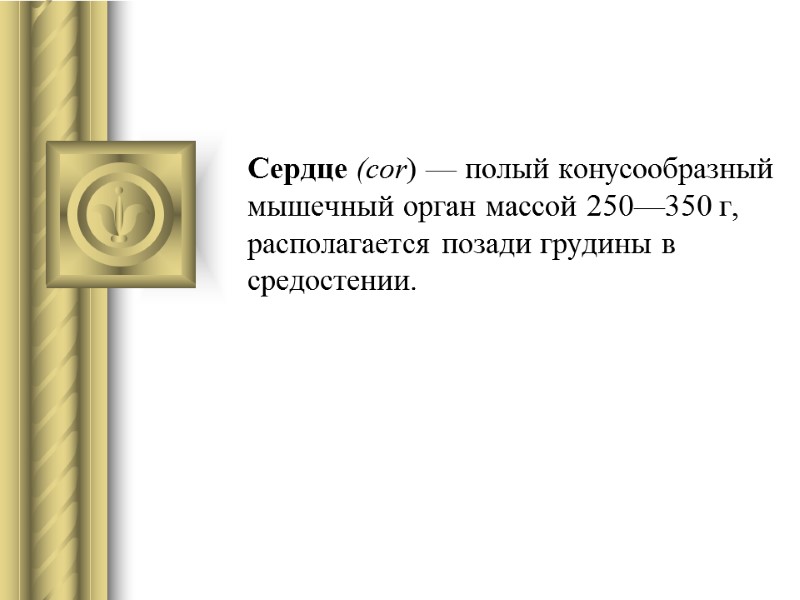 Сердце (cor) — полый конусообразный мы­шечный орган массой 250—350 г, располагается позади грудины в